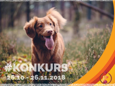 Konkurs fotograficzny "Wspólne spacery"