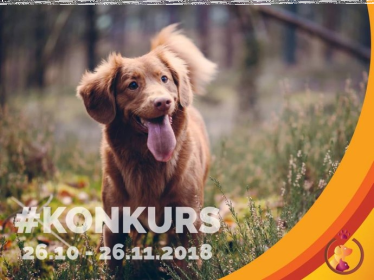 Konkurs fotograficzny "Wspólne spacery"