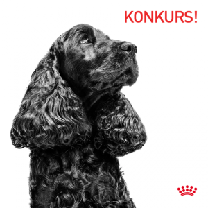 Konkurs dla właścicieli psów ras średnich (od 11 do 25 kg)