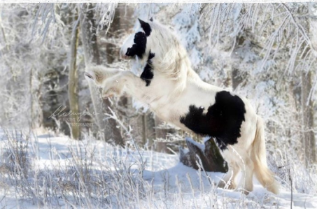 Zimowy konkurs artystyczny