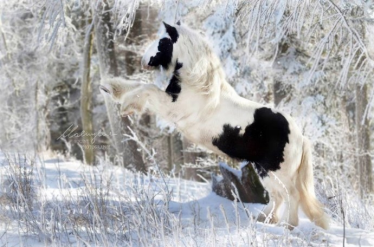 Zimowy konkurs artystyczny