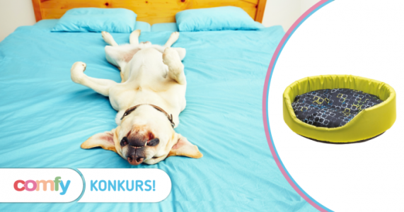 Konkurs fotograficzny "Mój śpiący pies"