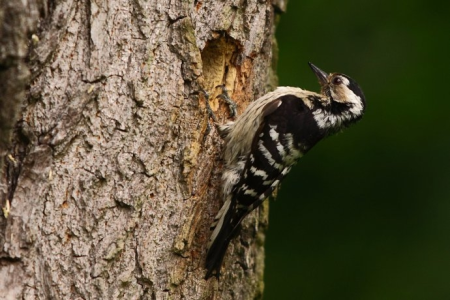 Konkurs styczeń 2019
