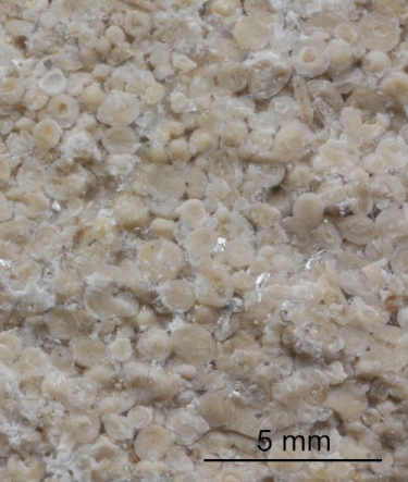 Konkurs "Zagadka styczniowa"