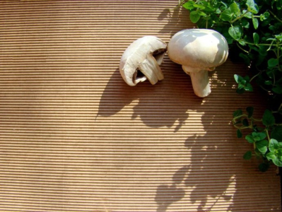 Konkurs "Pieczarki smakują, pieczarki inspirują"