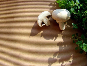 Konkurs "Pieczarki smakują, pieczarki inspirują"