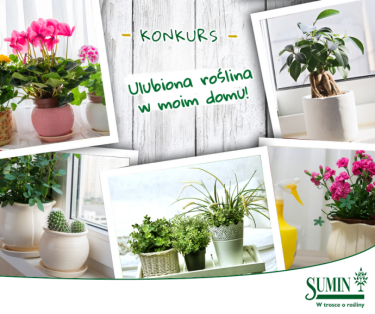 Konkurs fotograficzny "Ulubiona roślina w moim domu"