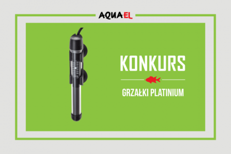 Konkurs "Akwarium z drewnianą kompozycją"