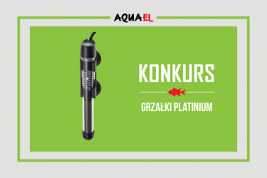 Konkurs "Akwarium z drewnianą kompozycją"