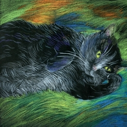 Konkurs na Dzień Kota