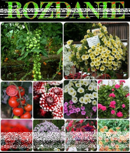 Wygraj bony na zakup sadzonek w Beegarden