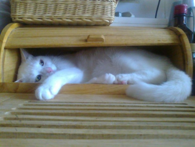 Konkurs "Dzień kota"