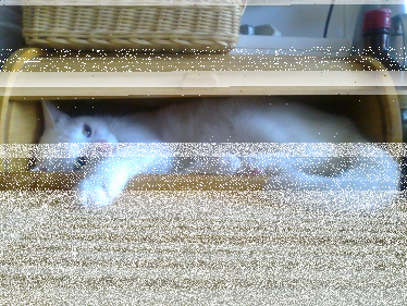 Konkurs "Dzień kota"