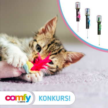 Konkurs filmowy "Ulubiona zabawa mojego kota"