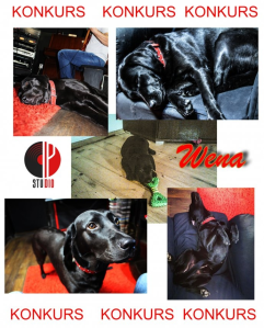 Konkurs "Pierwsza Dama na DZIEŃ KOBIET"