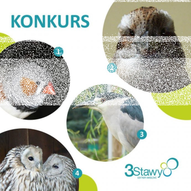 Katowice: Konkurs "3 Stawy"