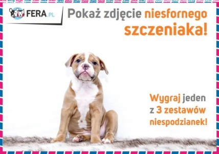 Konkurs fotograficzny na najbardziej niesfornego szczeniaka