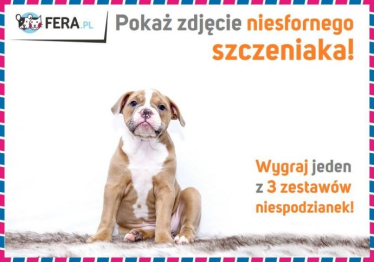 Konkurs fotograficzny na najbardziej niesfornego szczeniaka