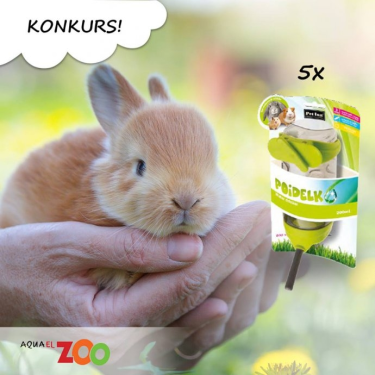 Konkurs fotograficzny "Królik w wiosennej scenerii"