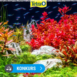 Konkurs "Ulubiona Roślina Akwariowa"