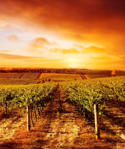 Konkurs "Spotkania przy stole z Jacobs Creek" 18+