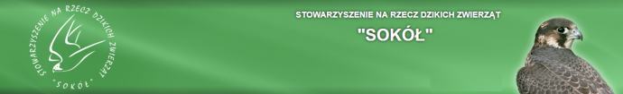 Konkurs na imię dorosłej samicy sokoła wędrownego - PGE EC Lublin 2019