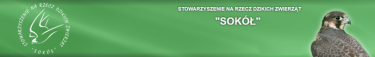 Konkurs na imię dorosłej samicy sokoła wędrownego - PGE EC Lublin 2019