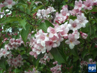 Konkurs "Rozpoznaj rośliny i wygraj nagrody"