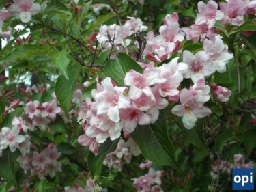 Konkurs "Rozpoznaj rośliny i wygraj nagrody"