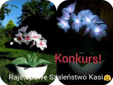 Wygraj storczyk na 10 led