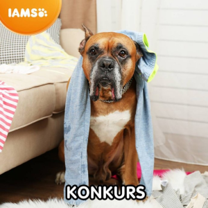 Konkurs plastyczny "Zaprojektuj wnętrze z lampą Creation"