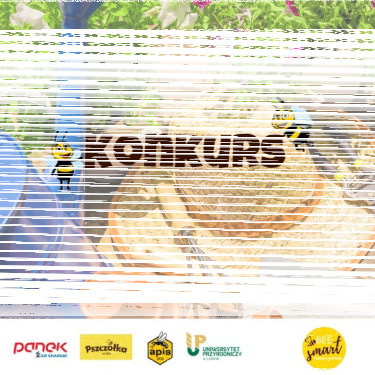 Konkurs fotograficzny "Pokaż swoją przestrzeń przyjazną pszczołom"