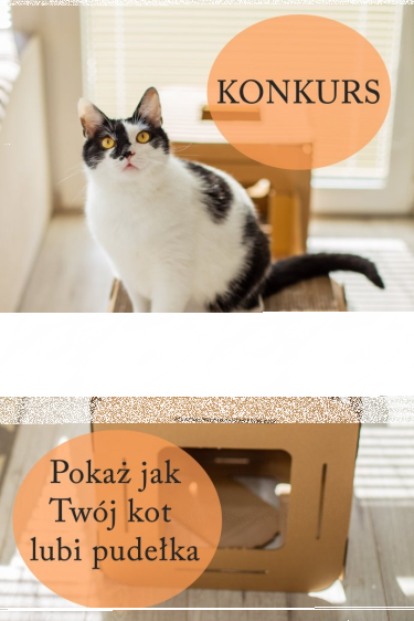 Konkurs fotograficzny "Pokaż jak Twój kot lubi pudełka"
