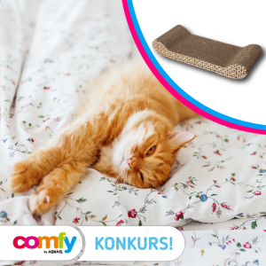 Konkurs "Kot leniuszek"