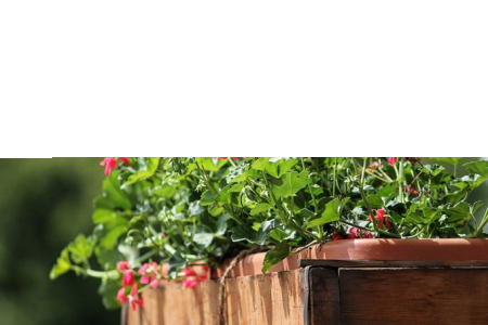 Będzin: Konkurs "Pamiętajcie o ogrodach"