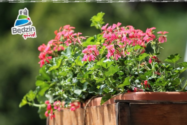 Będzin: Konkurs "Pamiętajcie o ogrodach"