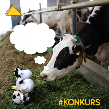 Konkurs "O czym muuucze?"