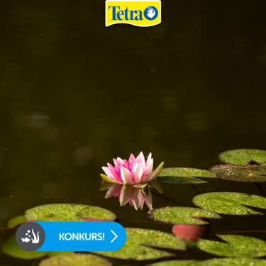 Konkurs "Oczko Wodne"