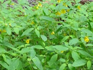 Konkurs "Świętokrzyski Park Narodowy, sierpień 2019"