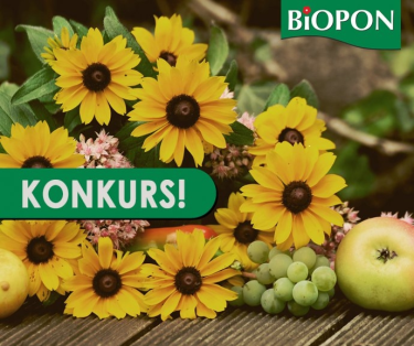 Konkurs fotograficzny "Wrześniowy ogród"