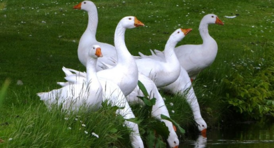 Włocławek: Konkurs "Gęsina na Św. Marcina 2019"