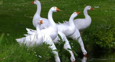 Włocławek: Konkurs "Gęsina na Św. Marcina 2019"