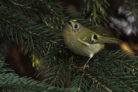 Świętokrzyski Park Narodowy Konkurs – listopad 2019