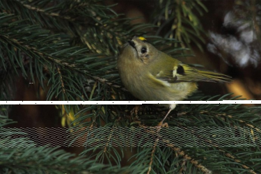 Świętokrzyski Park Narodowy Konkurs – listopad 2019