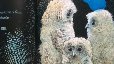 Wygraj książkę "Małe sówki" do godz. 10:00