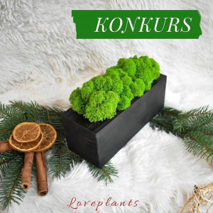 Wygraj prostopadłościan z drewna z chrobotkiem reniferowym