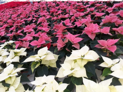 Konkurs "Kwiaciarnia Róża rozdaje gwiazdy na święta" do godz. 20:00