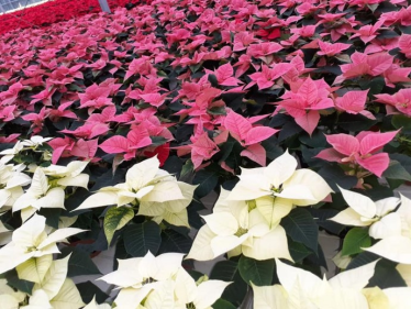 Konkurs "Kwiaciarnia Róża rozdaje gwiazdy na święta" do godz. 20:00