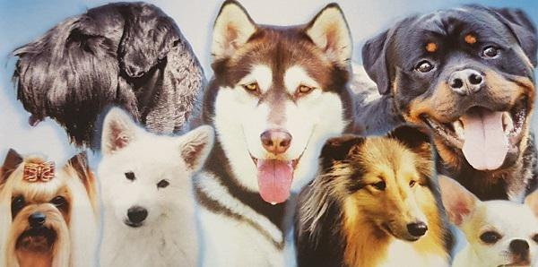 Legnica: Wygraj zaproszenie na wystawę psów