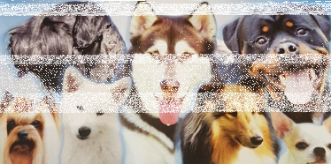 Legnica: Wygraj zaproszenie na wystawę psów